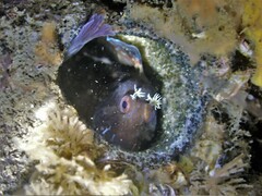 Parablennius intermedius