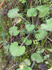 Saxifraga granulata