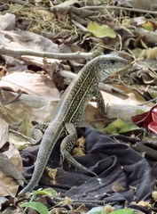 Ameiva praesignis