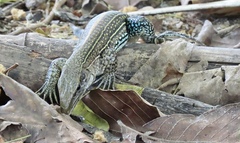 Ameiva praesignis