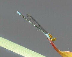 Pseudagrion aureofrons