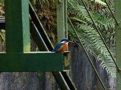 Alcedo atthis bengalensis