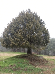 Juniperus oxycedrus