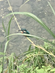Alcedo atthis bengalensis