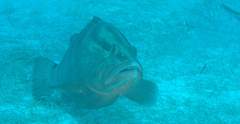 Epinephelus striatus