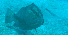 Epinephelus striatus