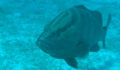 Epinephelus striatus