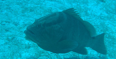 Epinephelus striatus