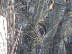 Troglodytes troglodytes