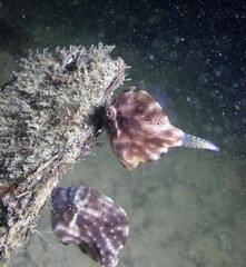 Brachaluteres jacksonianus