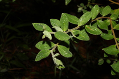 Pimelea altior