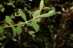 Pimelea altior