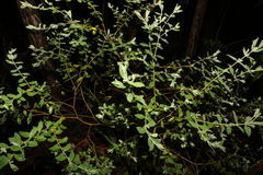 Pimelea altior