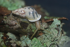 Drymaeus geometricus
