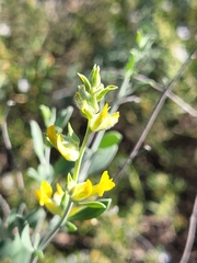 Anthyllis cytisoides
