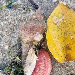 Brunneifusus ternatanus