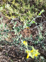Anthyllis cytisoides