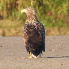 Haliaeetus albicilla