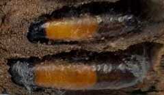 Insecta