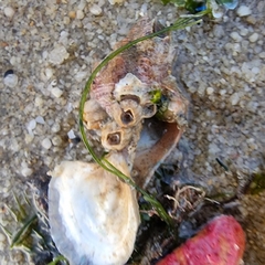 Brunneifusus ternatanus