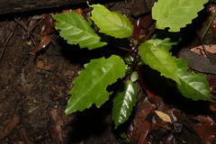 Clerodendrum floribundum