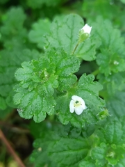 Veronica cymbalaria