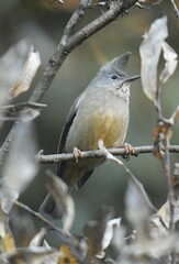 Yuhina gularis