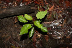 Clerodendrum floribundum
