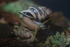 Drymaeus geometricus