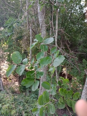 Celtis chichape