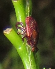 Rhipicephalus maculatus