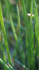 Agriocnemis pygmaea