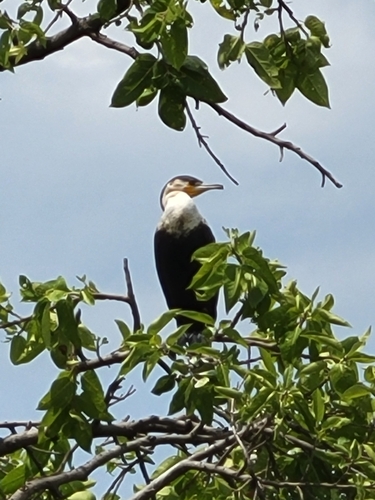 White-breasted Cormorant