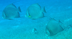 Pomacanthus arcuatus