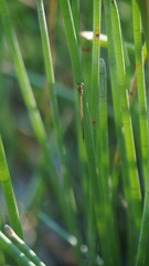 Agriocnemis pygmaea