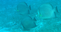 Pomacanthus arcuatus