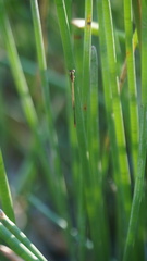 Agriocnemis pygmaea