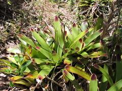 Vriesea philippocoburgi