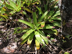 Vriesea philippocoburgi