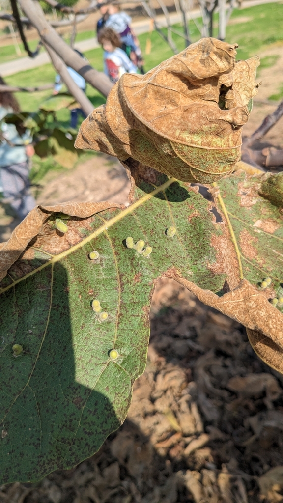 Fig gall psyllid
