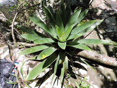 Vriesea gigantea