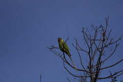 Psittacula himalayana