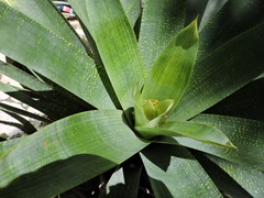 Vriesea gigantea
