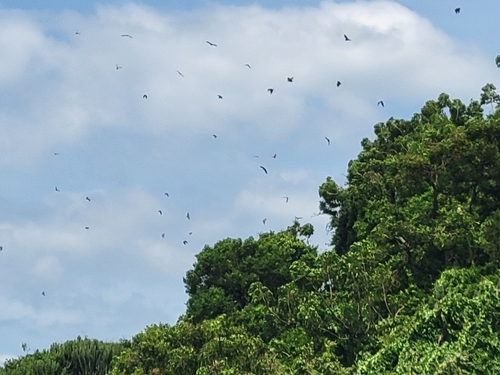 Straw-coloured Fruit Bat