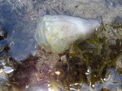 Conus lividus