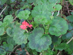 Pelargonium × hybridum