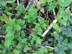 Tradescantia fluminensis