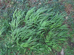 Crocosmia × crocosmiiflora