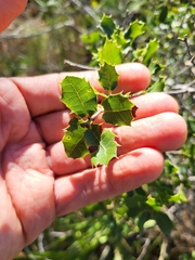 Coccifera