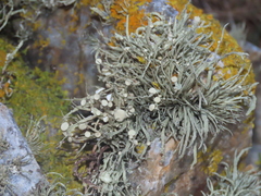 Ramalina siliquosa